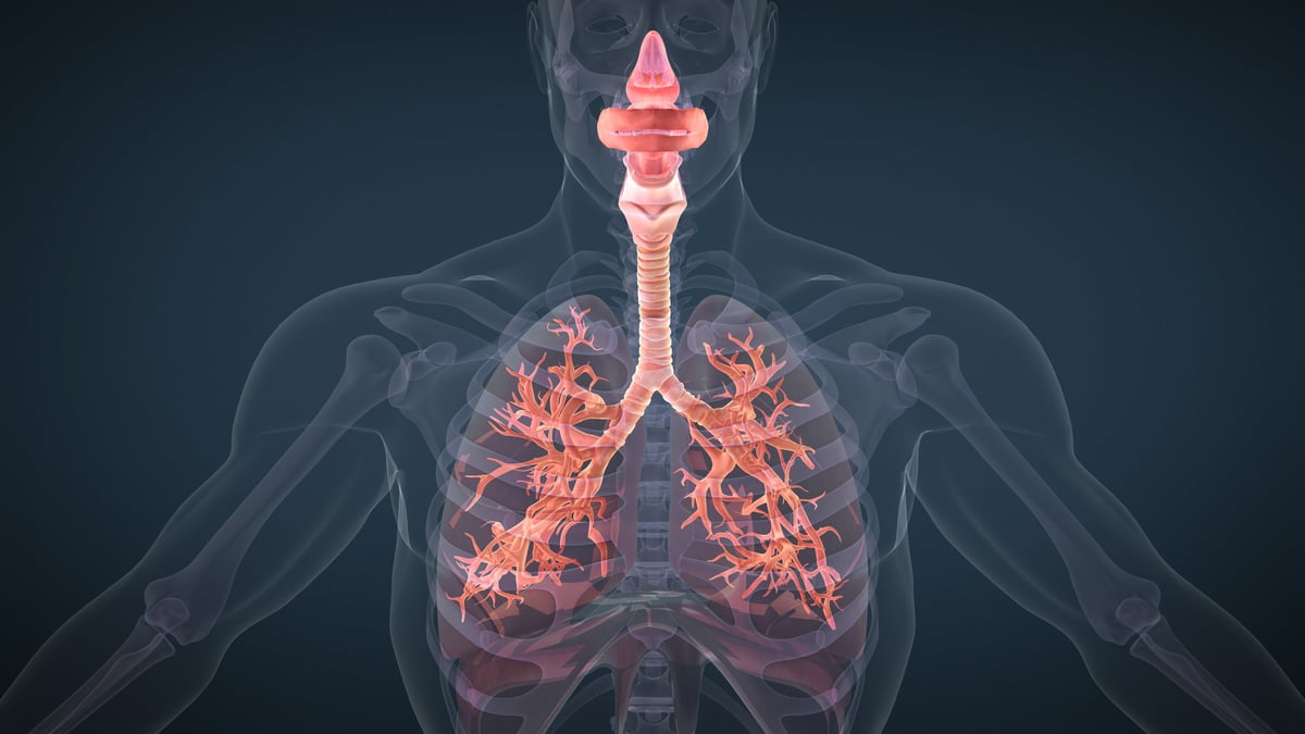 Sistema respiratorio humano y anatomía pulmonar