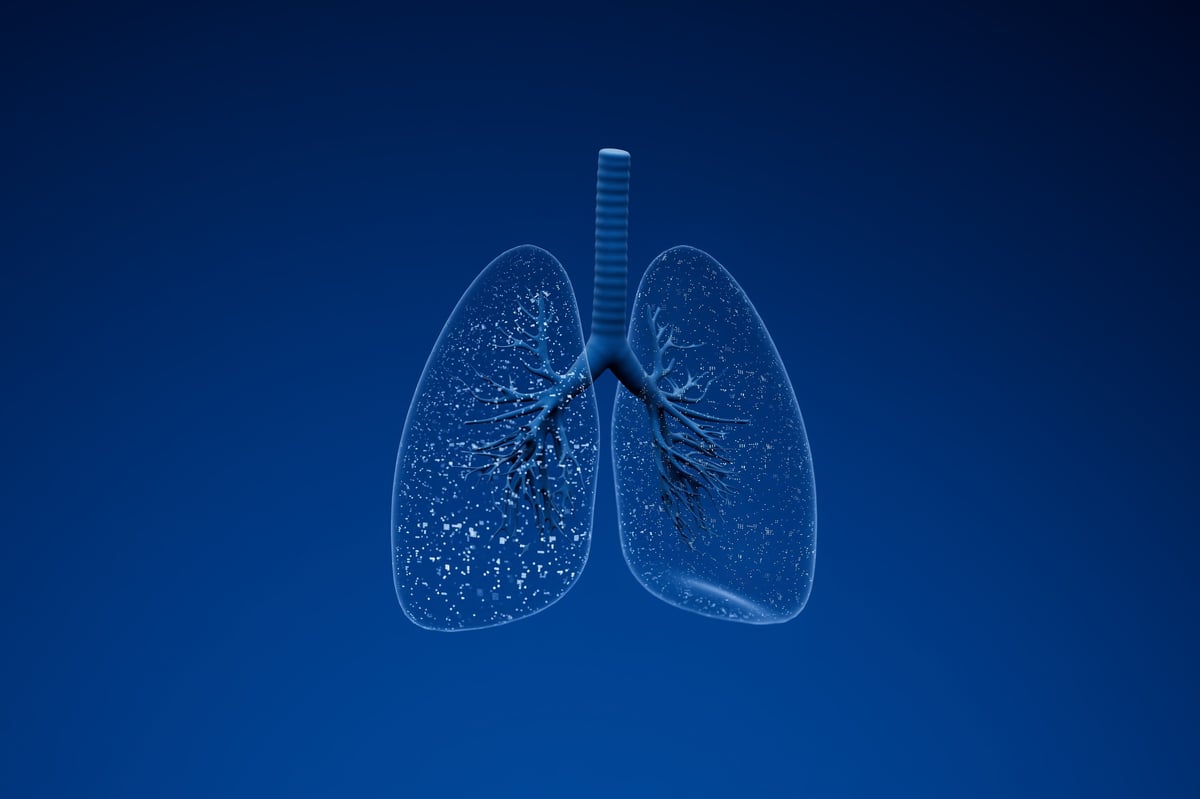 Lungs are shown with a clear view of their structure against a blue background. This display highlights the air passages, branches, and surface details.